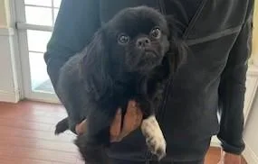 A young medium-sized male Pekingese dog named Megamind for adoption in Fort Lauderdale, FL