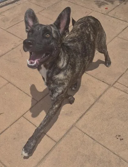 A young medium-sized female Dutch Shepherd dog named Lila for adoption in Shreveport, LA