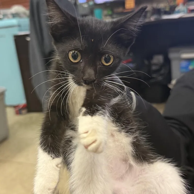 Mango