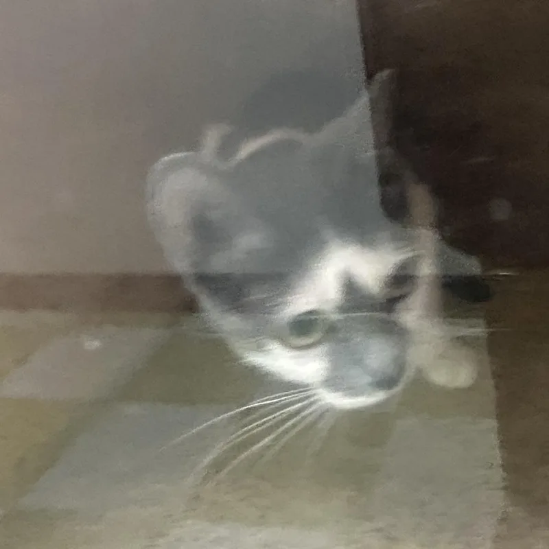 An adult medium-sized female White Domestic Short Hair cat named Cleo for adoption in Philadelphia, PA