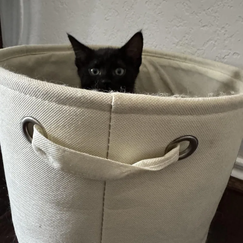 A baby small-sized female Black Domestic Short Hair cat named Provolone for adoption in Kyle, TX