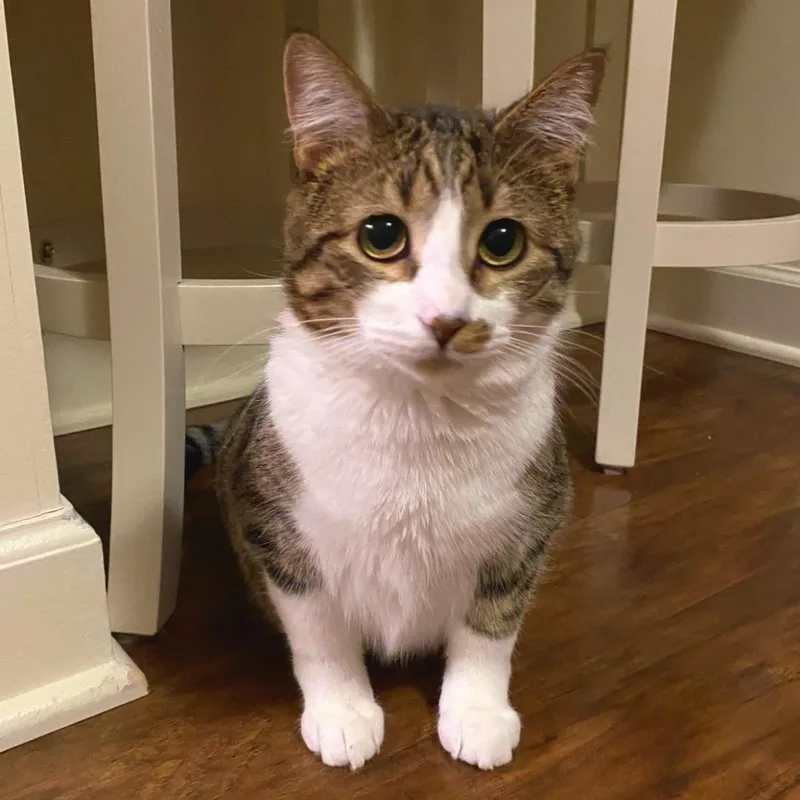 A young medium-sized male Brown / Chocolate Domestic Short Hair cat named Simba for adoption in Plover, WI