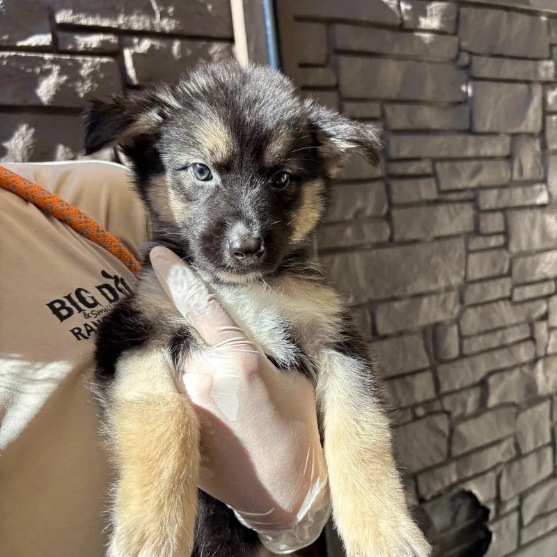 A baby small-sized female Black Husky dog named Dorothy for adoption in LOXAHATCHEE, FL