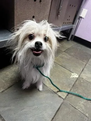 A young small-sized male Brown / Chocolate Shih Tzu dog named 60845321 for adoption in El Paso, TX