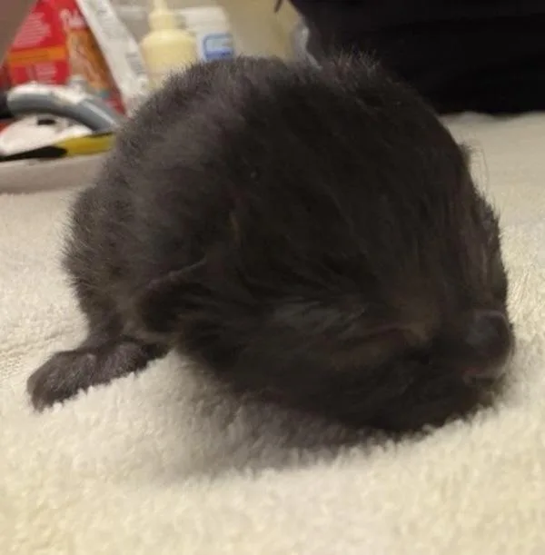 A baby small-sized male Domestic Short Hair cat named Rio for adoption in Escondido, CA