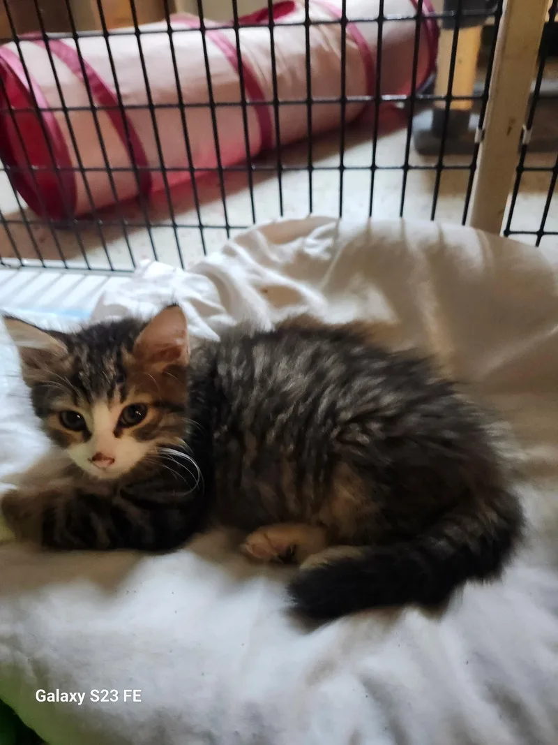 A baby medium-sized male Domestic Short Hair cat named Meowpaws for adoption in Trenton, NJ