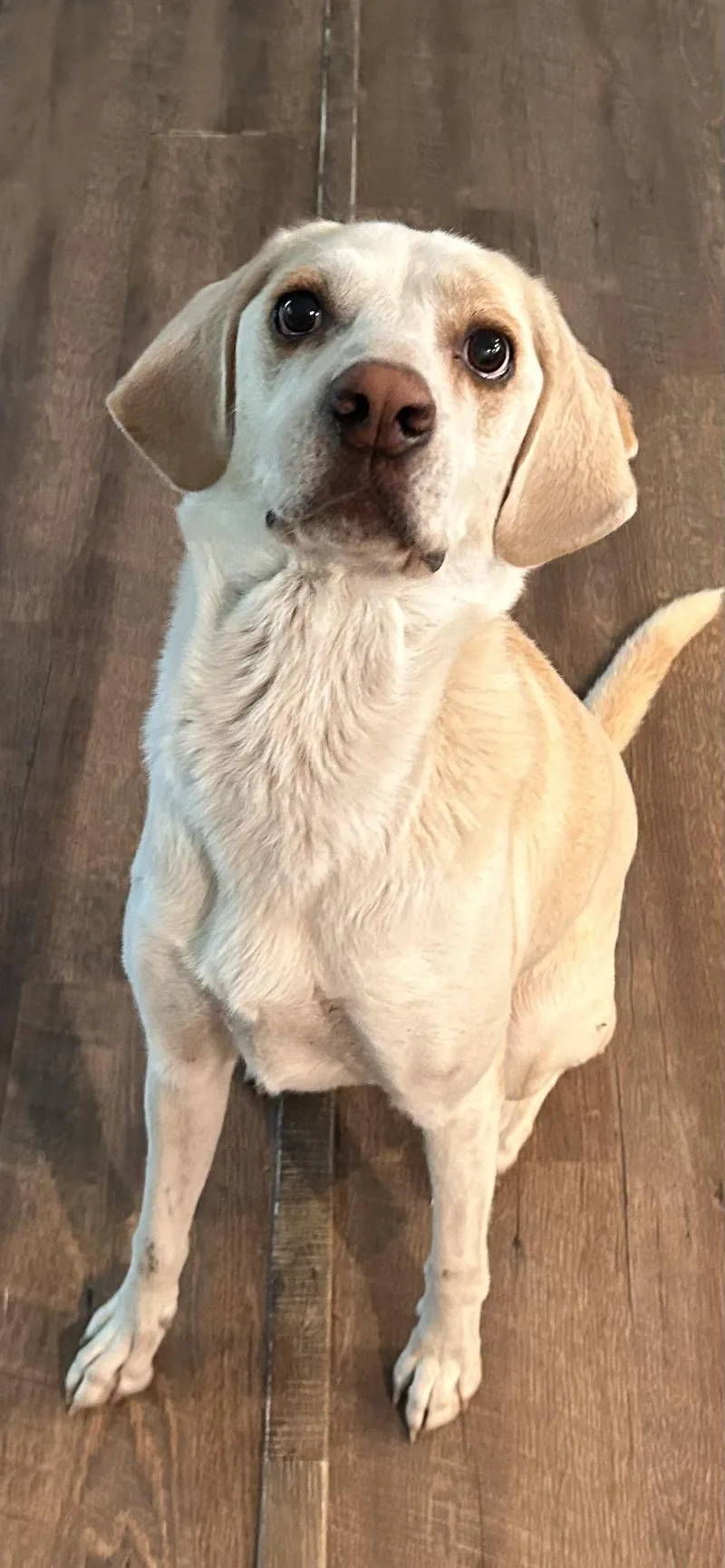 A young medium-sized male Beagle dog named Richie for adoption in conroe, TX
