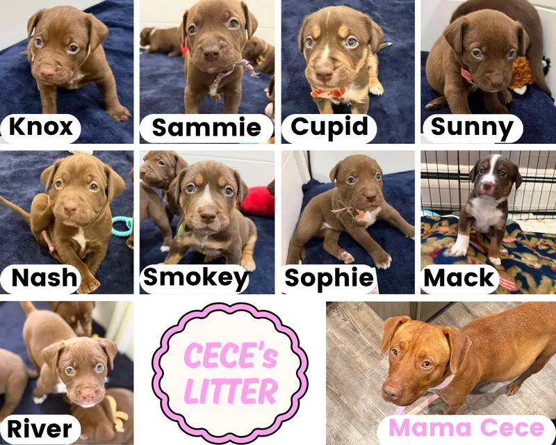 Cece's Litter