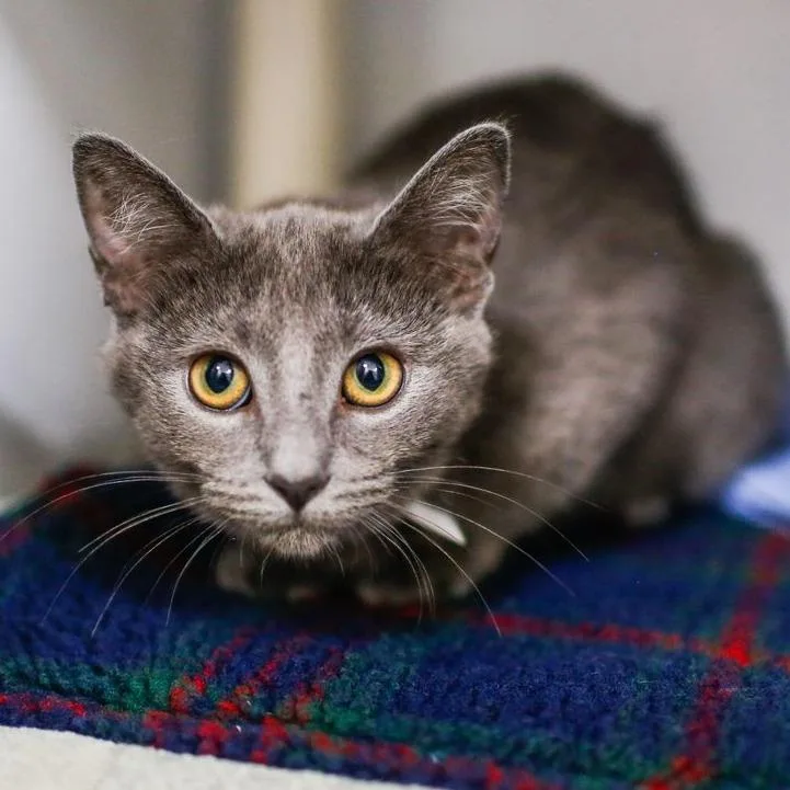 A baby small-sized male Gray / Blue / Silver Domestic Short Hair cat named Crescent for adoption in Dover, NH