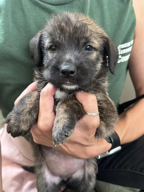 A baby small-sized female Shepherd dog named Gingerbread for adoption in Riverside, CA