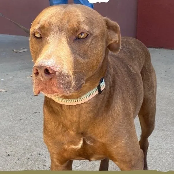 Charlie  A Sweet thumbnail 2