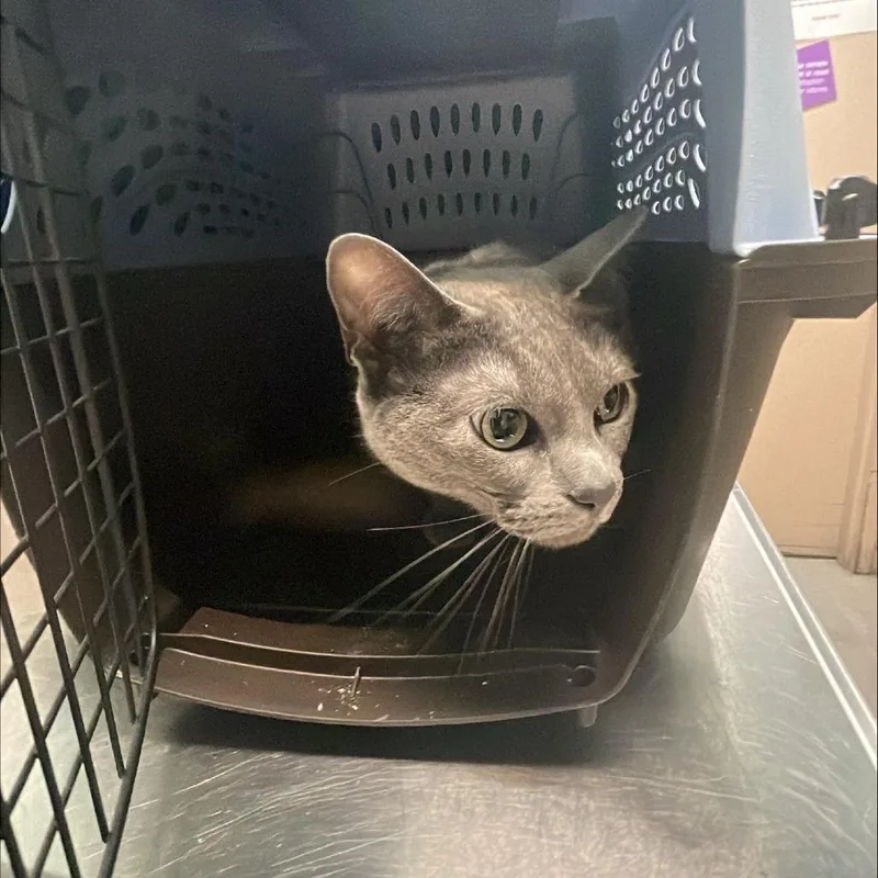 An adult medium-sized female Gray / Blue / Silver Domestic Short Hair cat named Silver for adoption in Tacoma, WA