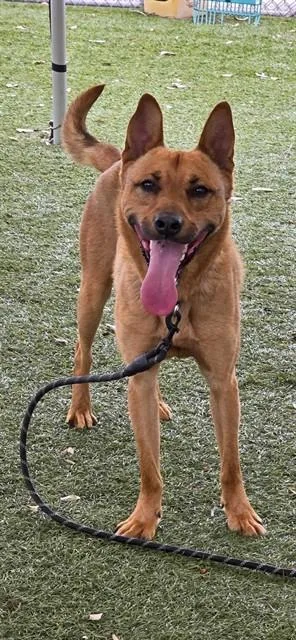 An adult medium-sized male German Shepherd Dog dog named Irwin for adoption in Downey, CA