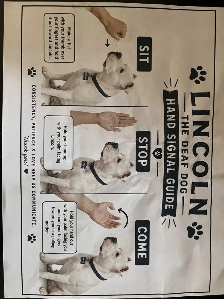 Lincoln thumbnail 3