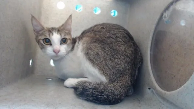 A young medium-sized female Domestic Short Hair cat named Chiquis for adoption in Downey, CA