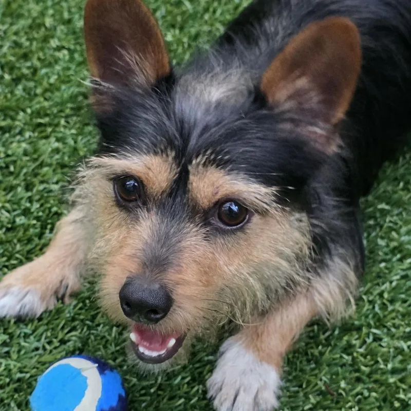 A young small-sized male Black Terrier dog named Descartes for adoption in Wake Forest, NC