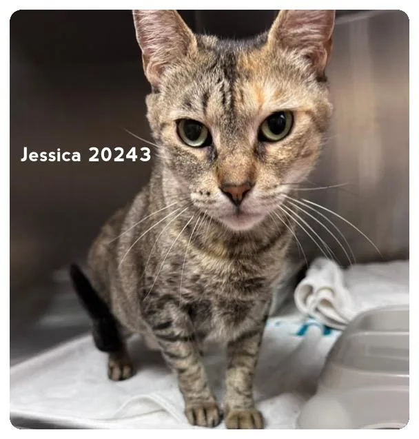 A young medium-sized female Calico Domestic Short Hair cat named Jessica for adoption in Marietta, GA