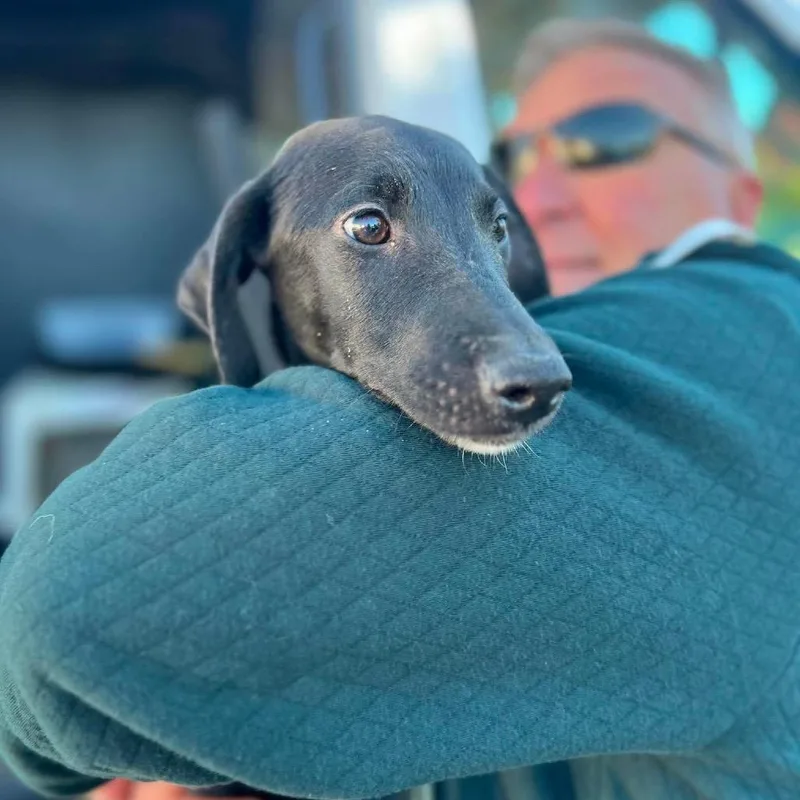 A baby medium-sized male Black Labrador Retriever dog named Edgar for adoption in St. Charles, IL
