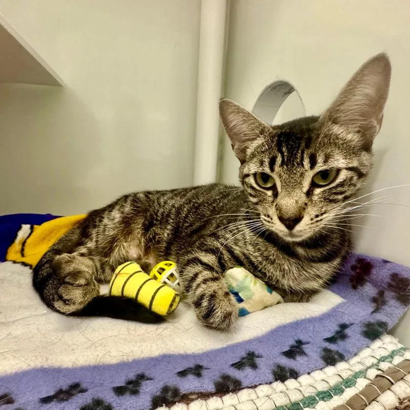 Irene Curie