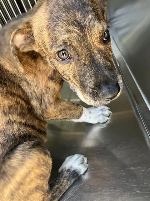 A baby medium-sized male Mixed Breed dog named Coco for adoption in Dallas, TX