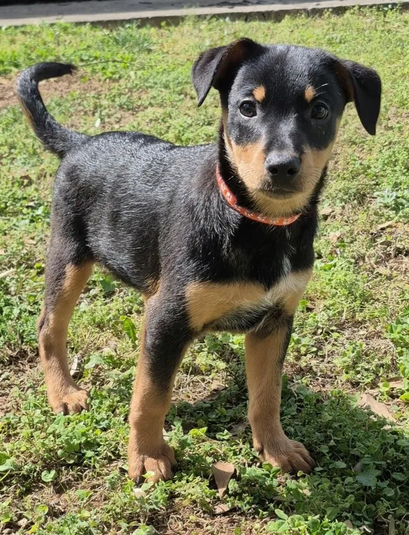 A young small-sized male Bicolor Australian Cattle Dog / Blue Heeler dog named Crouton for adoption in Leesburg, AL