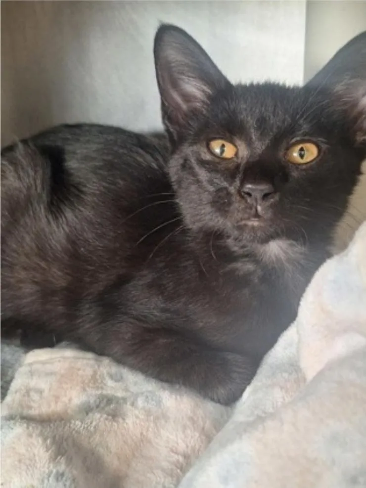 A baby medium-sized female Black Domestic Short Hair cat named Inky for adoption in Winfield, KS