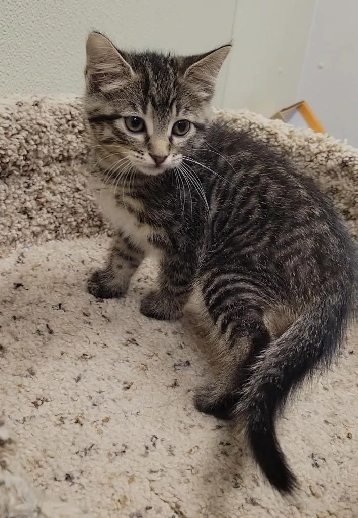 A baby medium-sized female Domestic Short Hair cat named Lollipop for adoption in Sandusky, OH