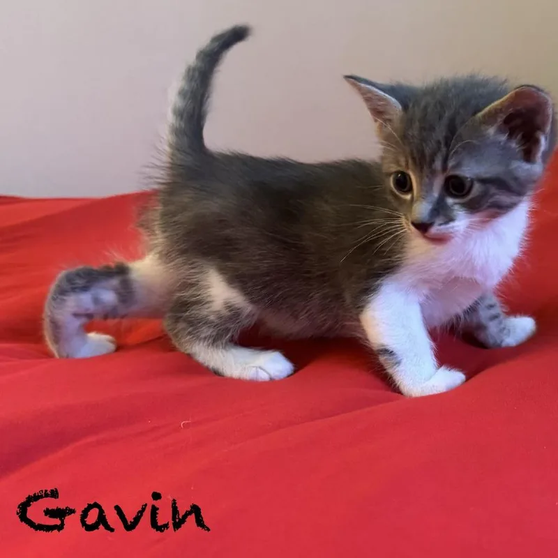 A baby small-sized female Gray / Blue / Silver Domestic Short Hair cat named Gavin for adoption in Peachtree City, GA