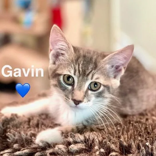 Gavin thumbnail 3