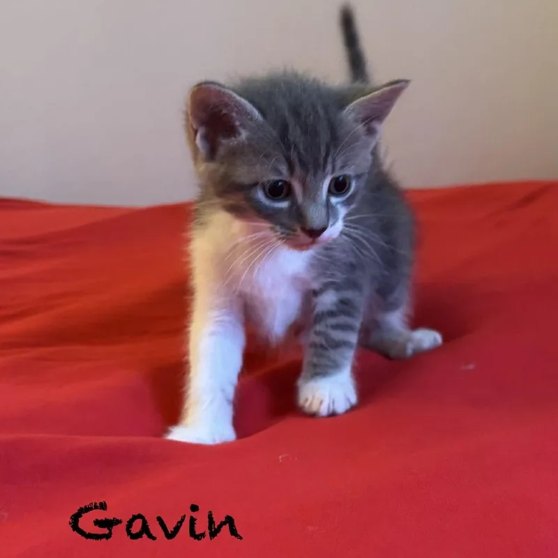 Gavin thumbnail 4