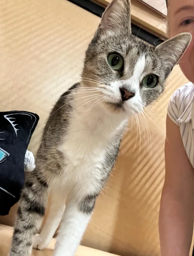 A young medium-sized female Tabby (Gray / Blue / Silver) Tabby cat named Minnie for adoption in San Juan Capistrano, CA