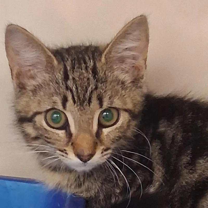 A baby small-sized male Brown / Chocolate Domestic Short Hair cat named Pail for adoption in Auburn, AL