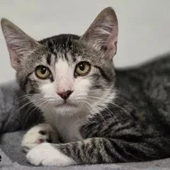 A baby medium-sized male Tabby (Gray / Blue / Silver) Tabby cat named Cackle for adoption in Green Valley, AZ