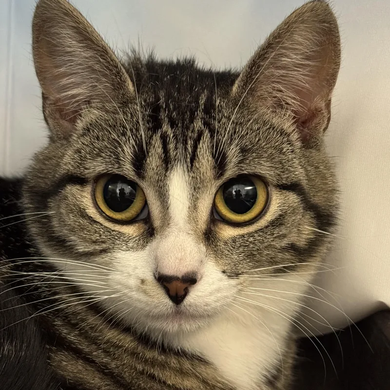 A baby medium-sized female Tabby (Brown / Chocolate) Domestic Short Hair cat named Stella for adoption in Amery, WI