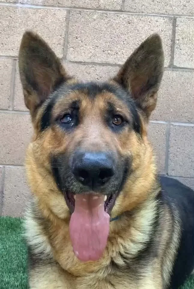 An adult large-sized male German Shepherd Dog dog named Chevy for adoption in Jefferson City, MO
