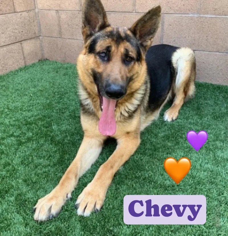 Chevy thumbnail 3