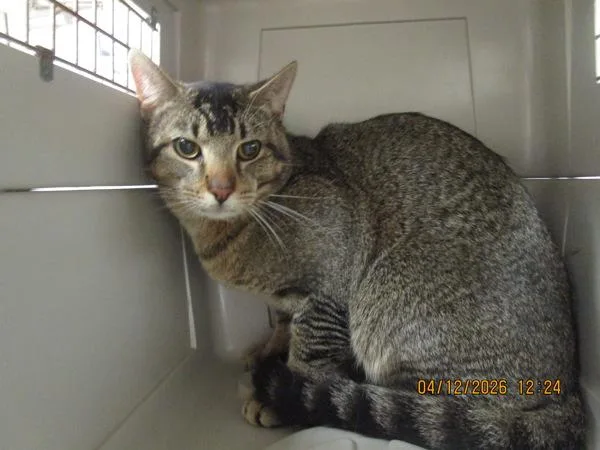 An adult large-sized male Domestic Short Hair cat named Koah for adoption in Marietta, GA