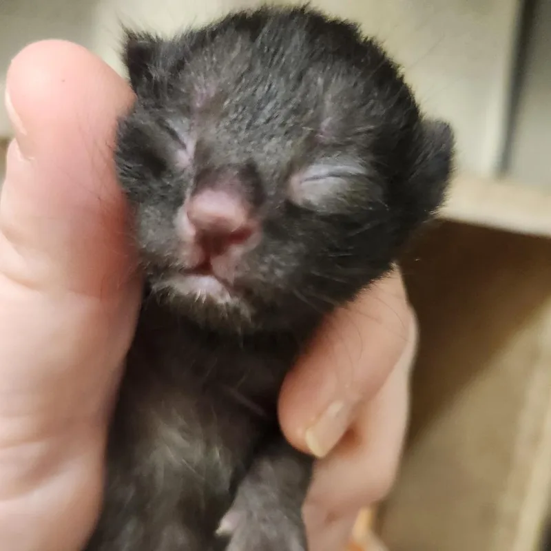 A baby small-sized male Black Domestic Short Hair cat named Patty Platypus for adoption in Asheville, NC