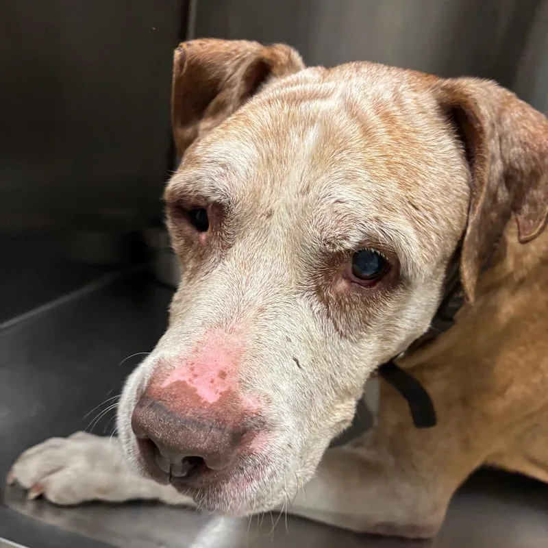 A senior large-sized male Yellow / Tan / Blond / Fawn Mixed Breed dog named Zeke for adoption in Oak Park, IL