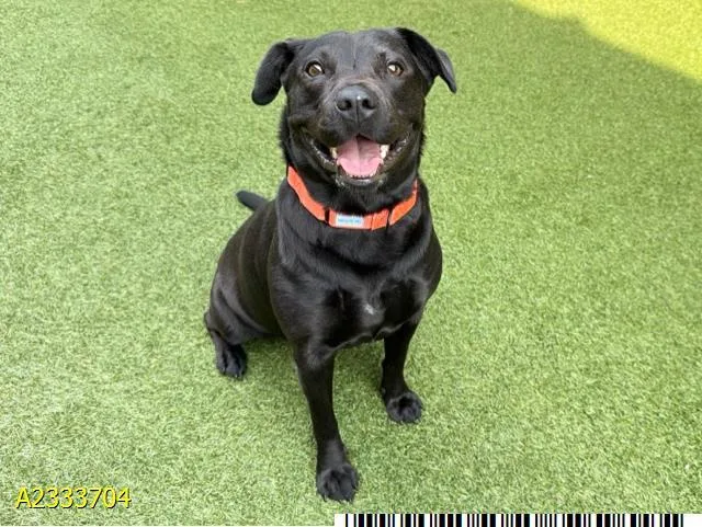 A young medium-sized female Mixed Breed dog named Petunia for adoption in West Palm Beach, FL
