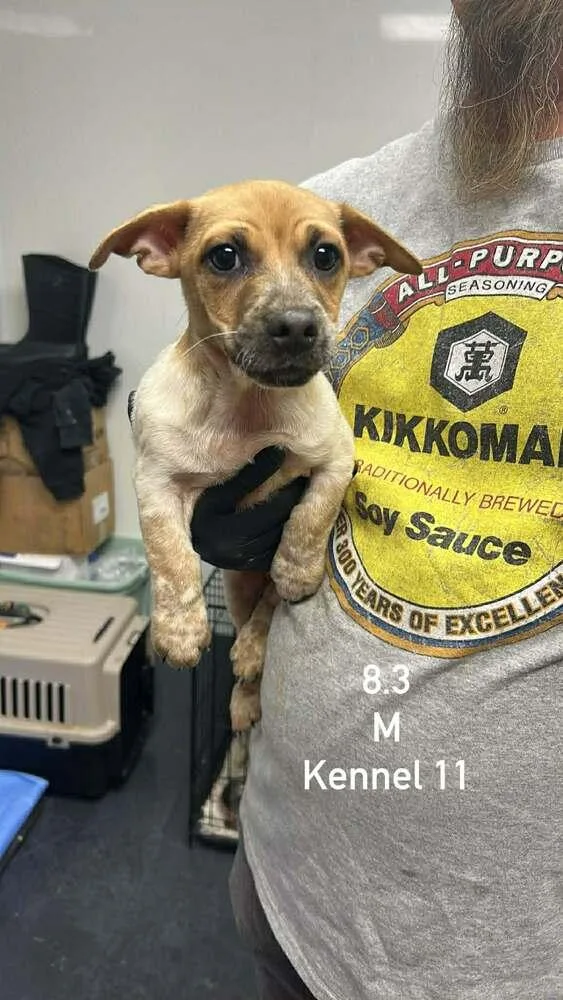 A baby small-sized male Dachshund dog named Pumpkin for adoption in Boulder, CO