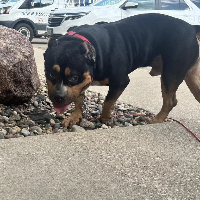 An adult small-sized male Black Mixed Breed dog named Bronx for adoption in Davenport, IA