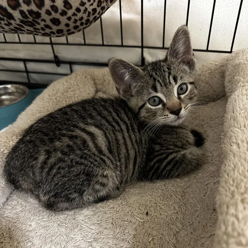 A baby small-sized male Brown / Chocolate Domestic Short Hair cat named Shrek for adoption in Carmel, IN