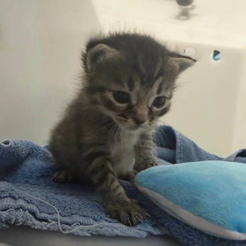 A baby small-sized female Brown / Chocolate Domestic Short Hair cat named Tessa for adoption in Columbus, GA