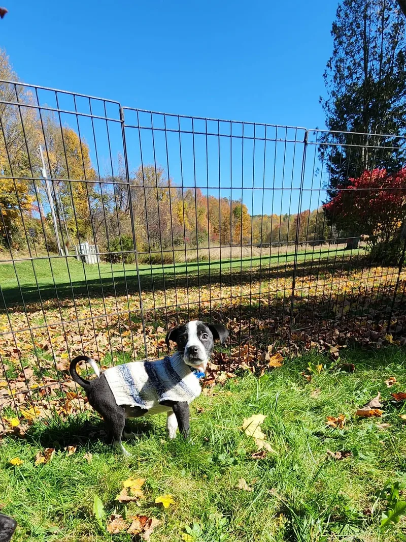 A baby medium-sized male Labrador Retriever dog named Casper for adoption in Carmel, NY