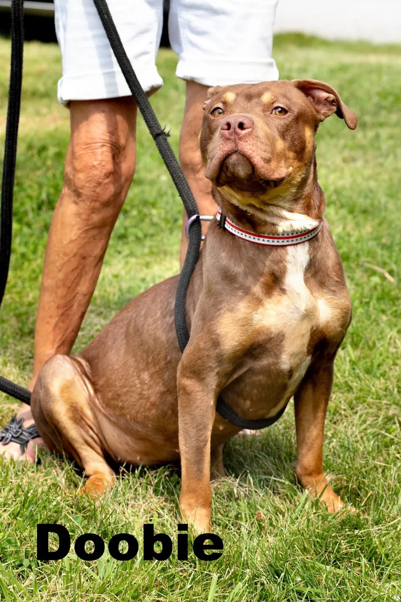 A young large-sized female Red / Chestnut / Orange Mixed Breed dog named Doobie for adoption in Macomb, IL