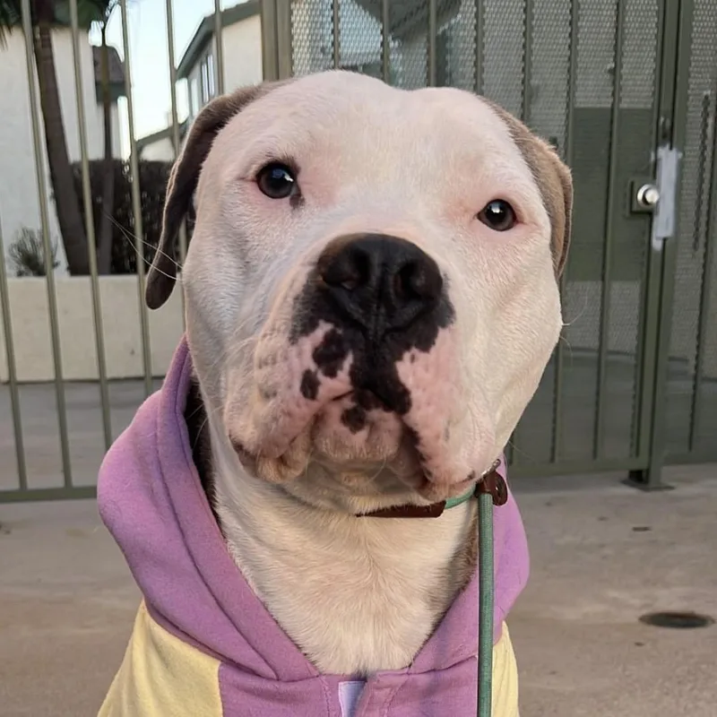 A young medium-sized male Apricot / Beige Pit Bull Terrier dog named Garth for adoption in Whittier, CA