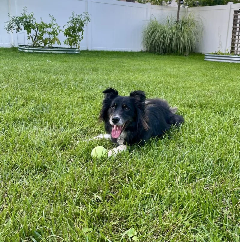 Finn