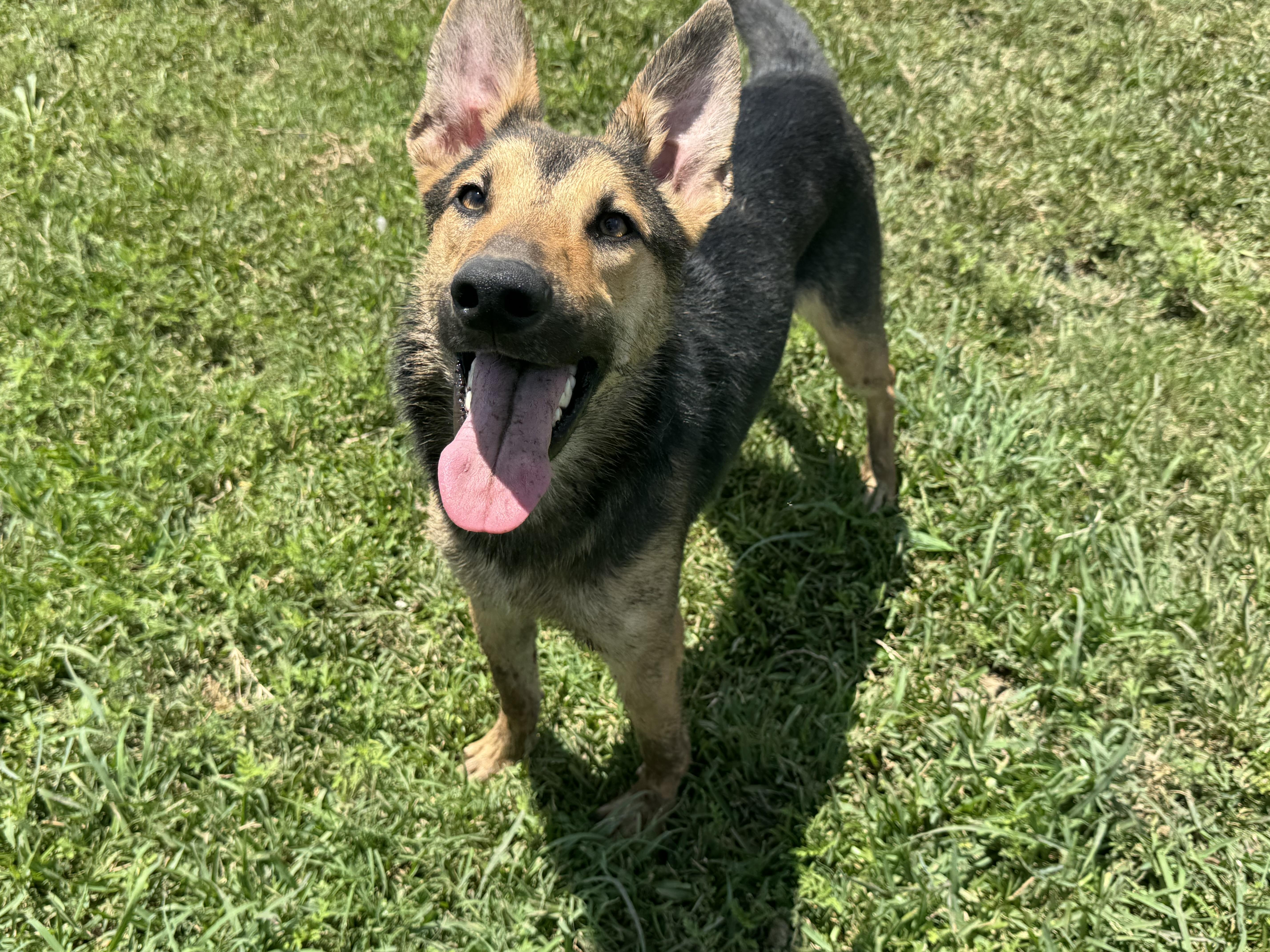 A young large-sized male Yellow / Tan / Blond / Fawn German Shepherd Dog dog named Ozzy for adoption in Richmond, TX