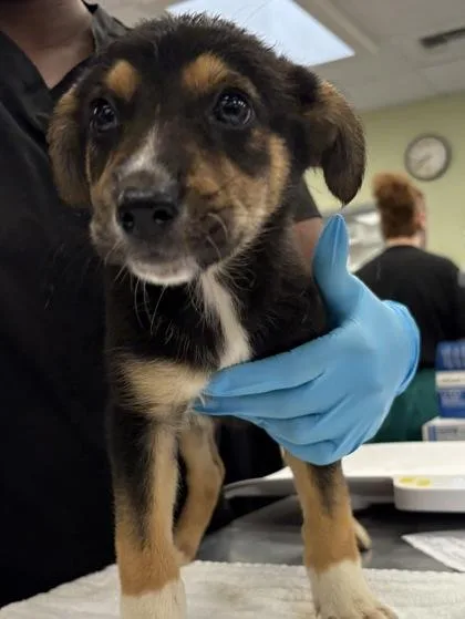 A baby large-sized female German Shepherd Dog dog named Cafe Latte for adoption in Sacramento, CA